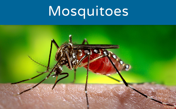 Mosquito control agencies